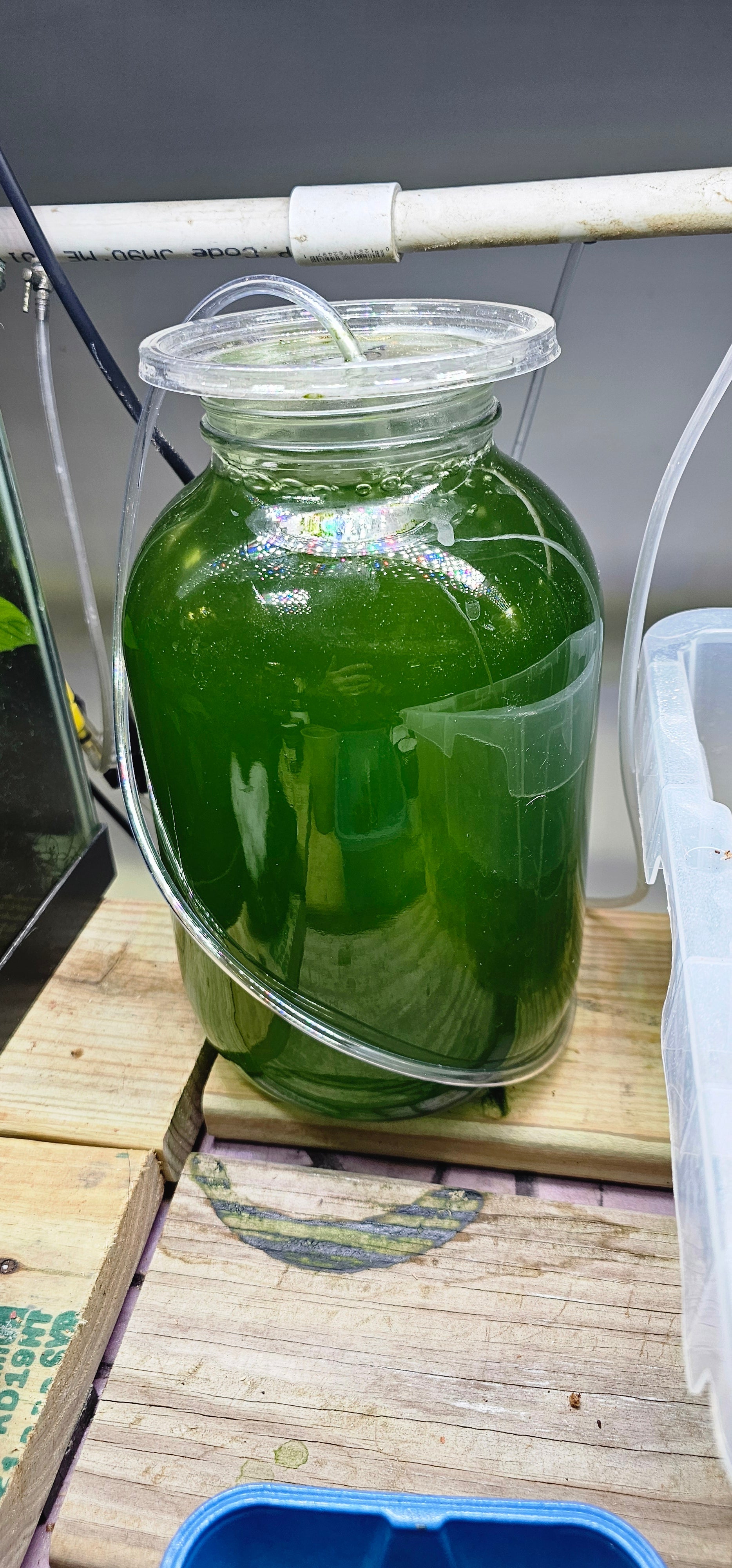 Phytoplankton
