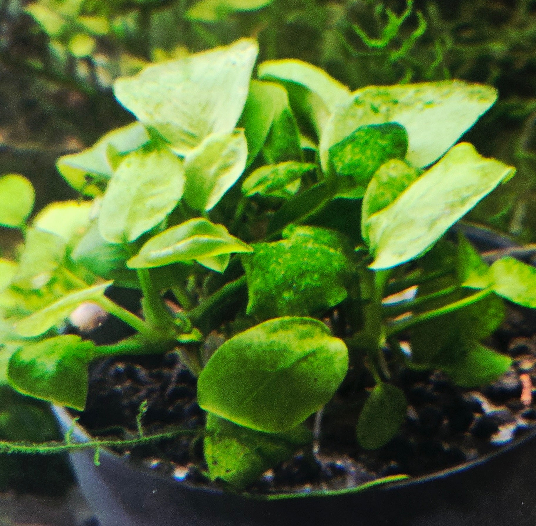 Floating Flora