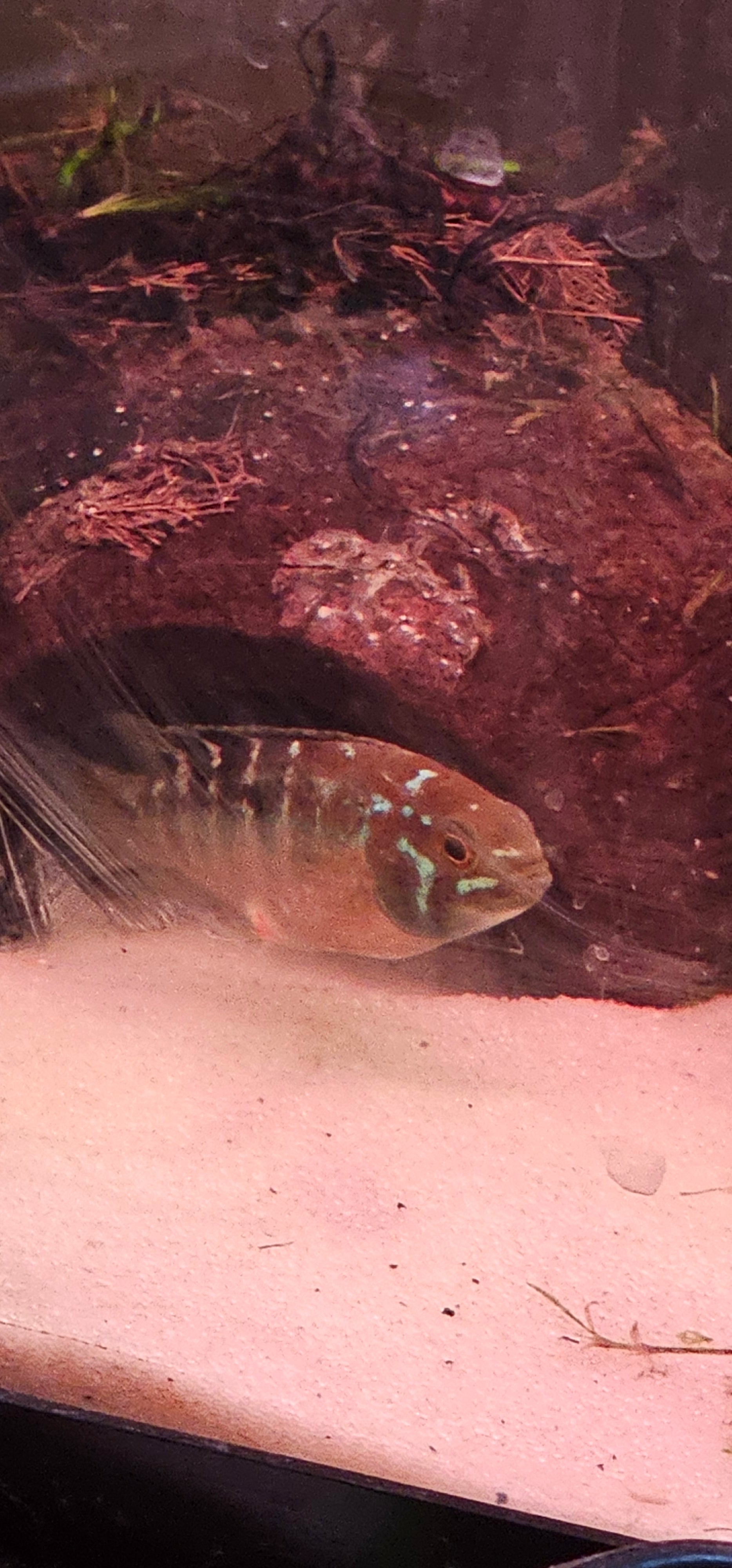 Ivanacara Bimaculata