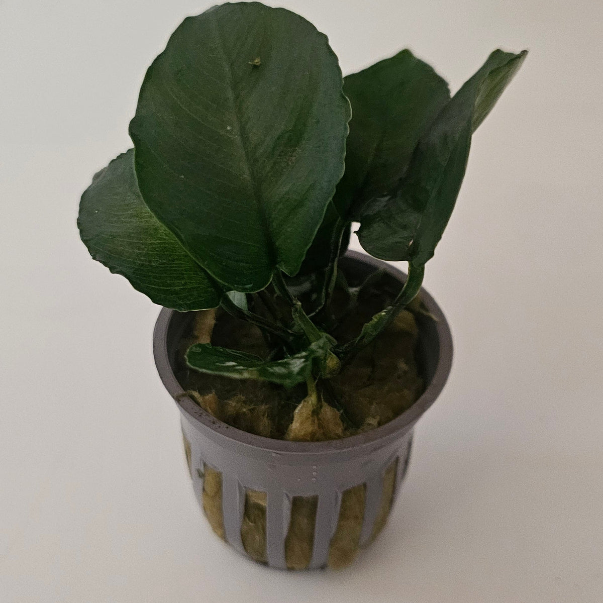 Anubias Barteri (potted)
