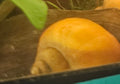 Gold Mystery Snails – Radiant Clean-Up Crew & Biofilm Scavengers