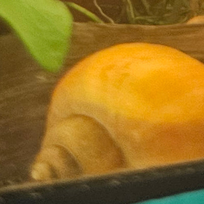 Gold Mystery Snails – Radiant Clean-Up Crew & Biofilm Scavengers