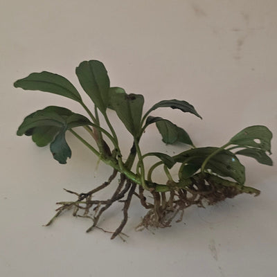 Bucephalandra Cobalt Blue