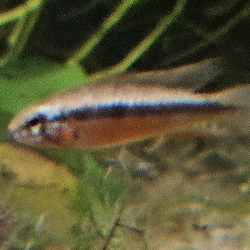 F1: Apistogramma elizabethae "Red"