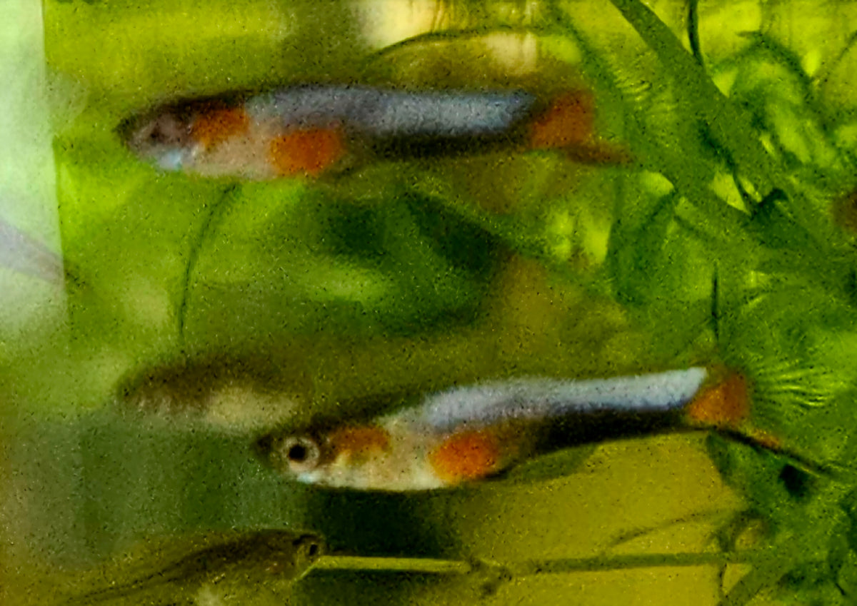 French Blue Star Endlers (N class) - Pair