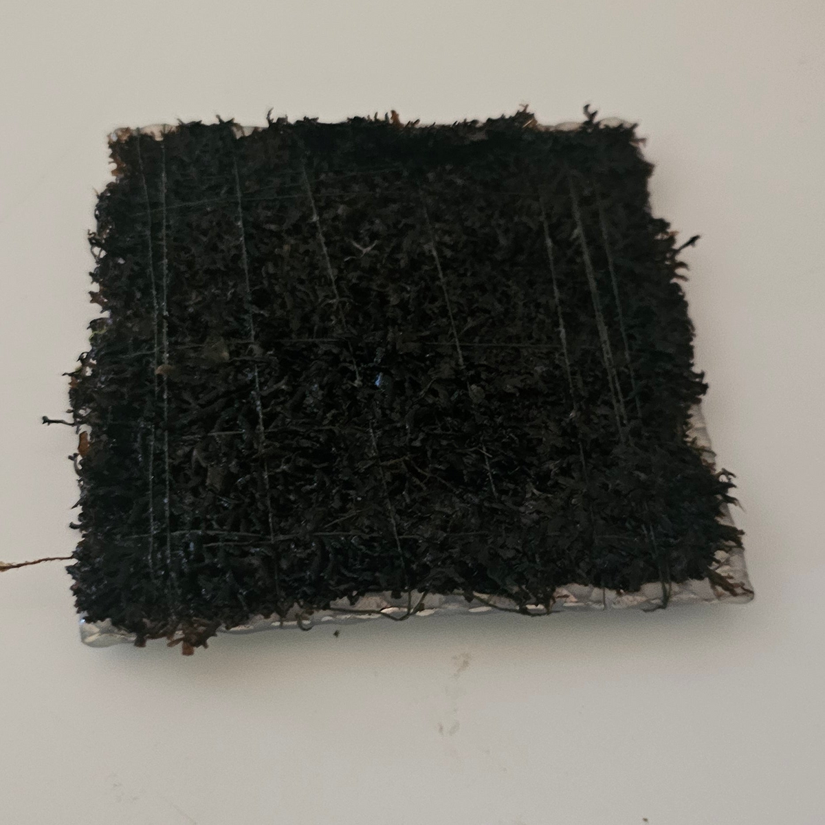 Coral moss (on matt 3 x 3in)
