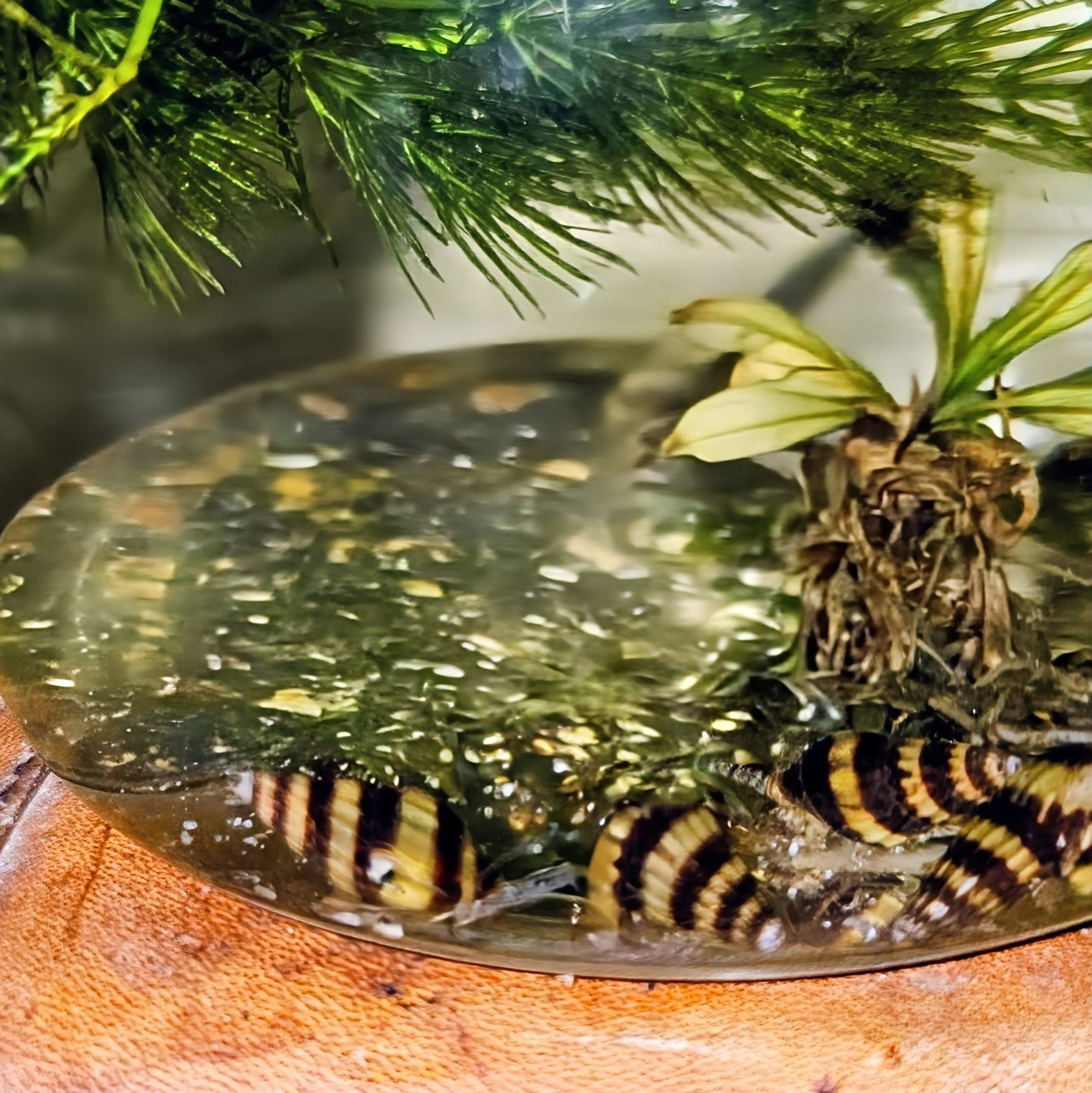 Assassin Snails (Clea helena) - 3