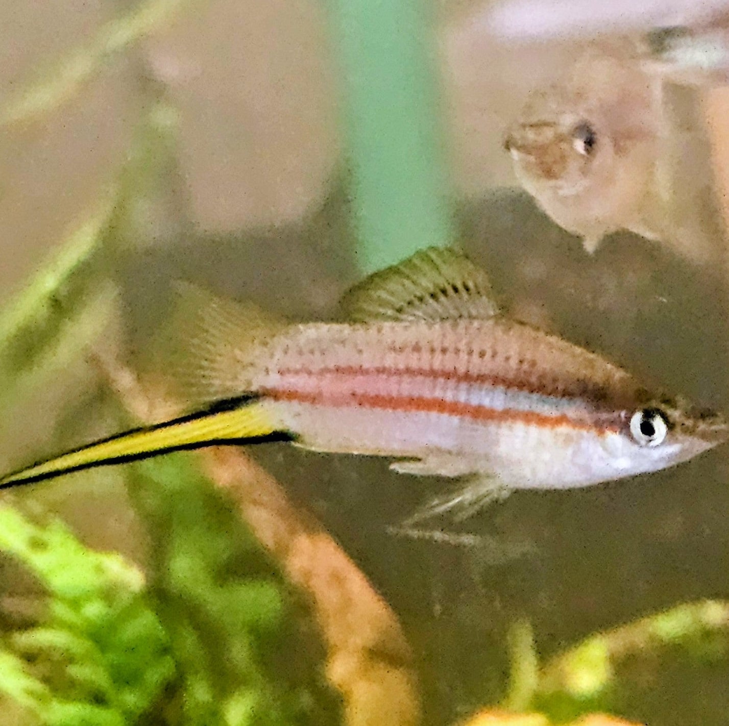 Green Swordtails - Pair