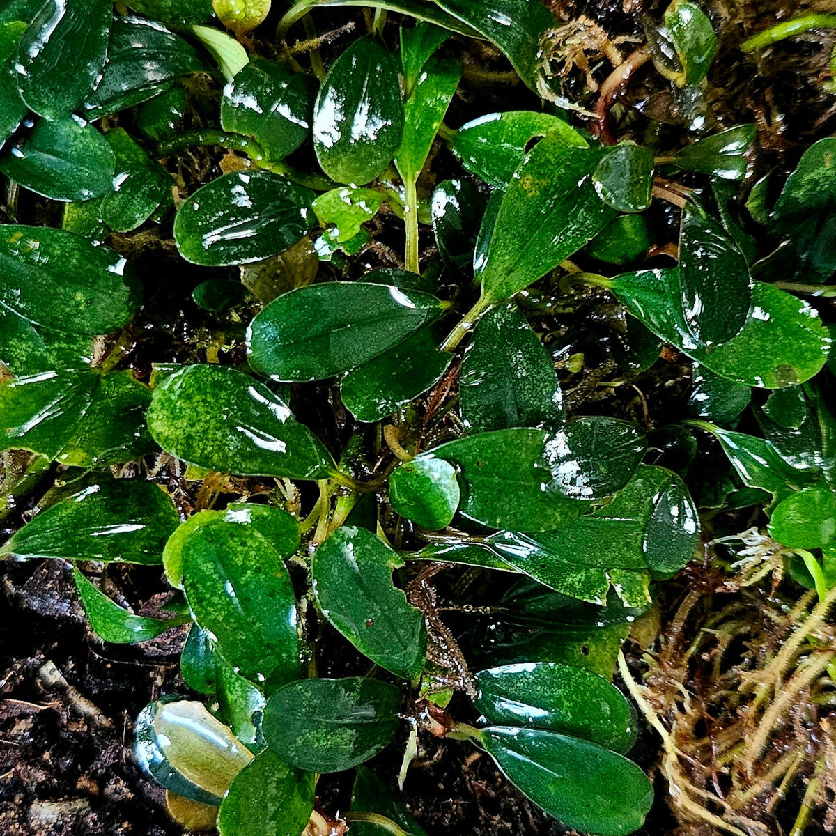 Bucephalandra Red Ruby