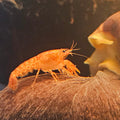 CPO:  Mexican Dwarf Orange Crayfish (Cambarellus patzcuarensis 'orange')