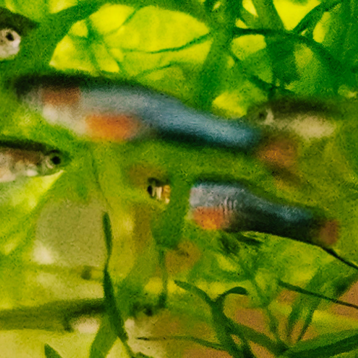 French Blue Star Endlers (N class) - Pair