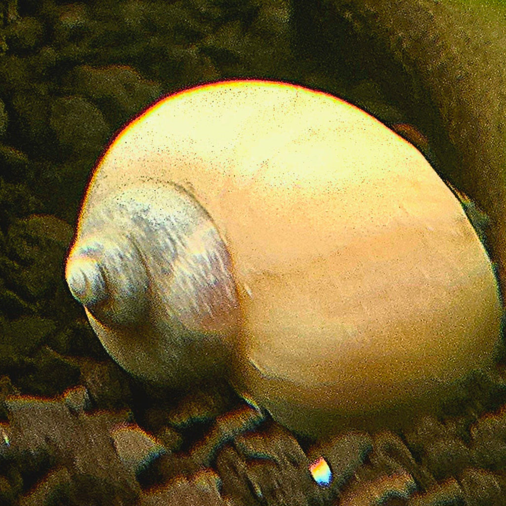 Ivory Mystery Snails Clean-Up Crew & Biofilm Scavengers