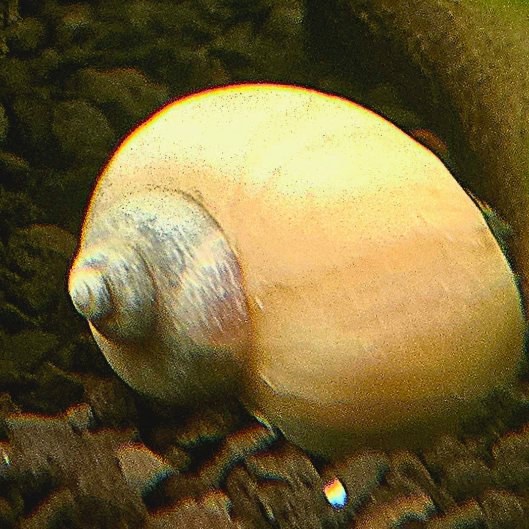 Ivory Mystery Snails Clean-Up Crew & Biofilm Scavengers