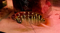Ivanacara Bimaculata