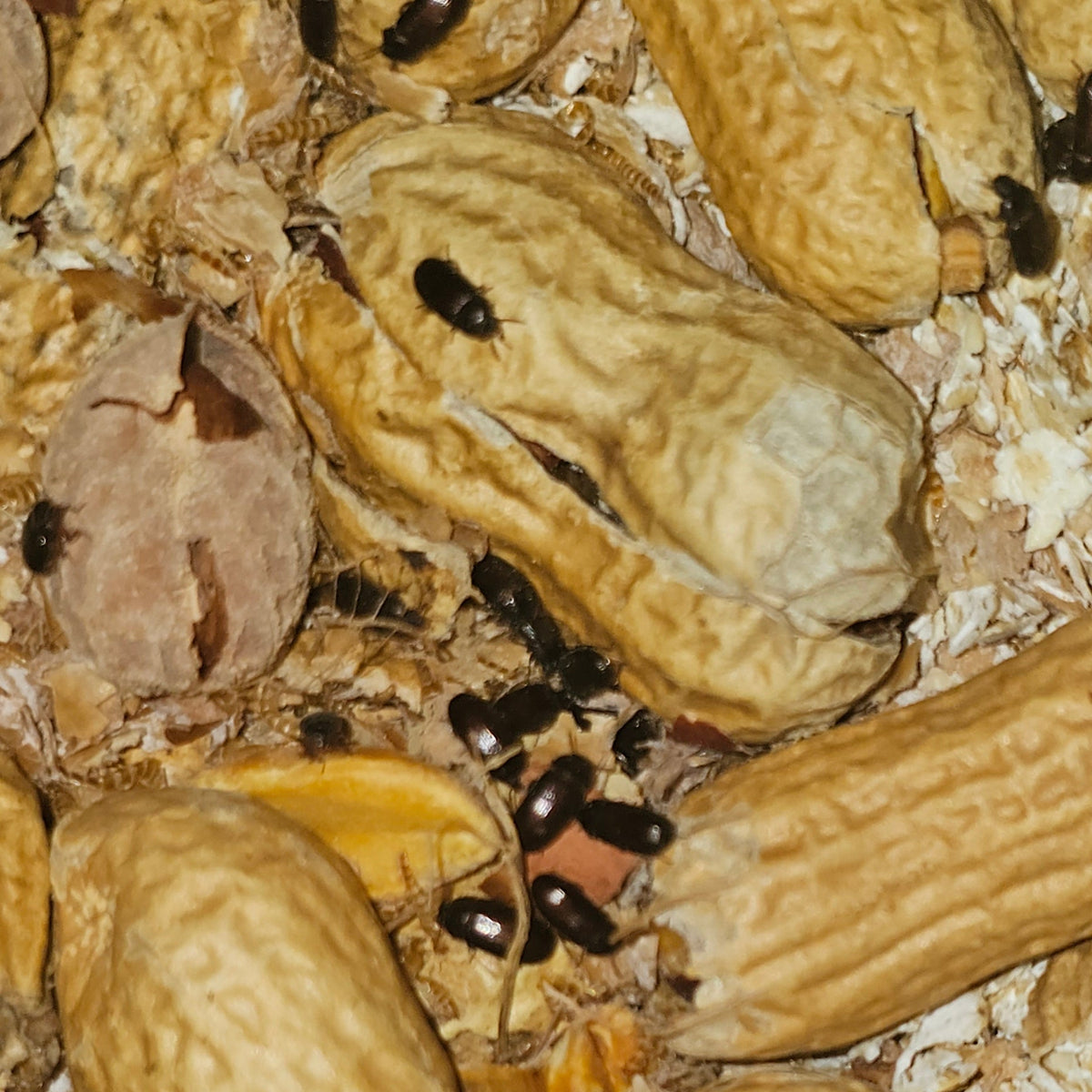 Peanut Beetle (Ulomoides dermestoides) Starter Culture