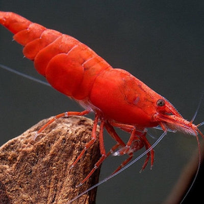 Red Cherry Dwarf Shrimp