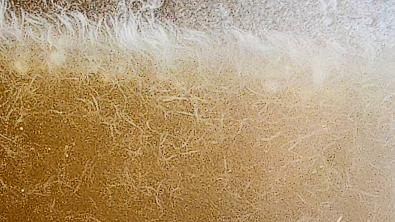 Live Vinegar Eel Starter Culture – The Ultimate Micro-Food for Newborn Fry