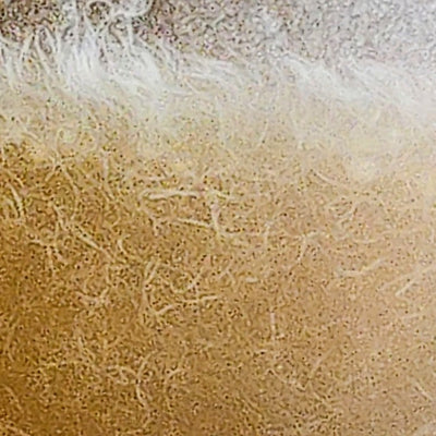 Vinegar Eel Culture – The Ultimate Micro-Food for Newborn Fry
