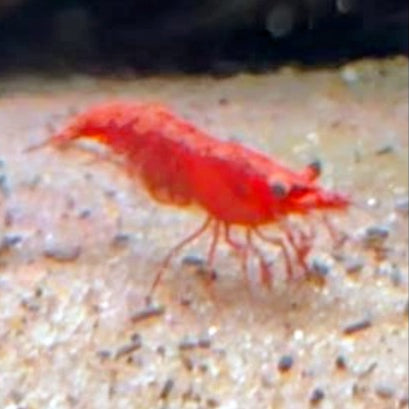 Red Cherry Dwarf Shrimp