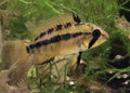 F1 Apistogramma Winklefleck - RARE