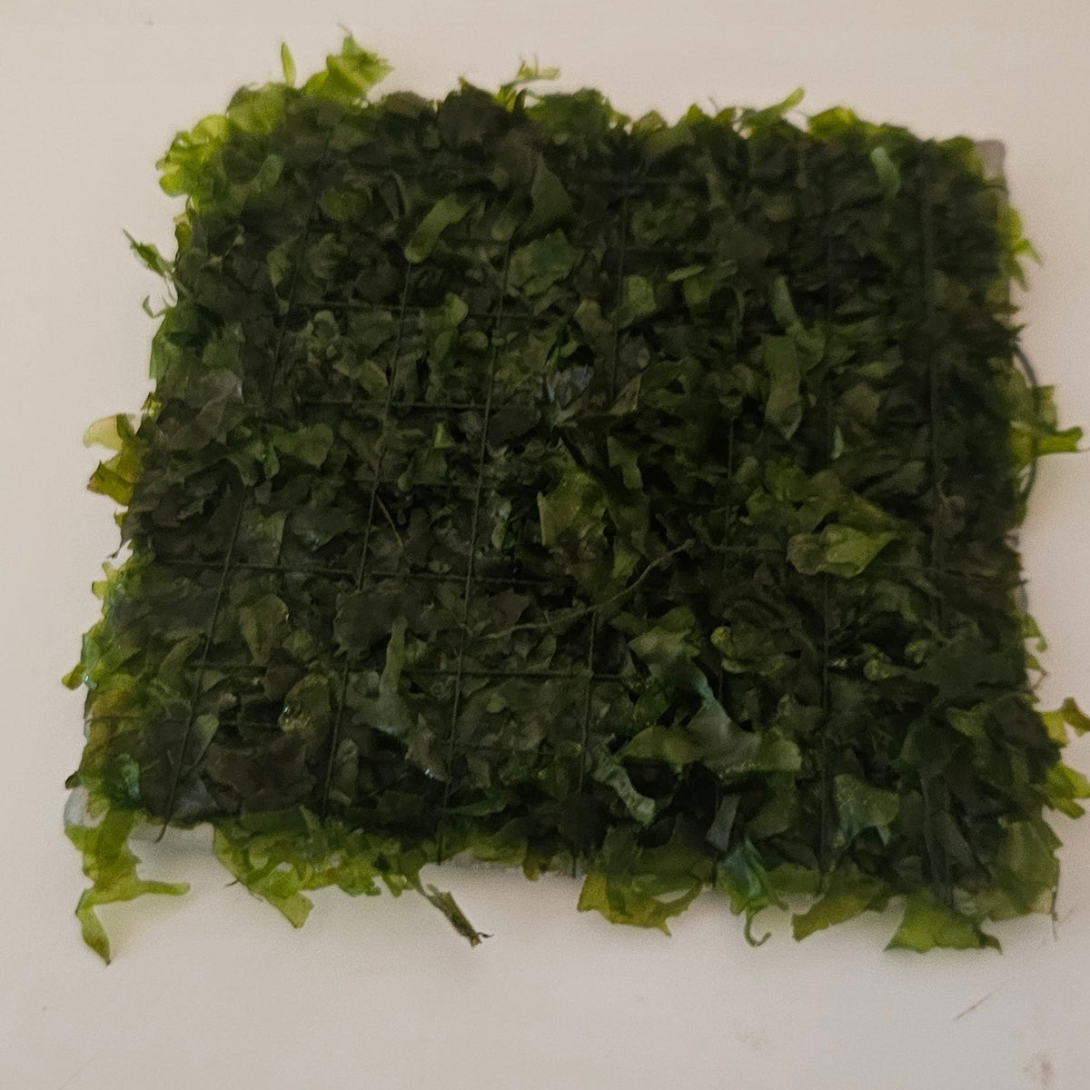 Subwassertang (on matt)