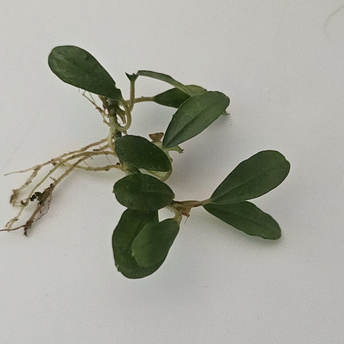 Bucephalandra Red Ruby