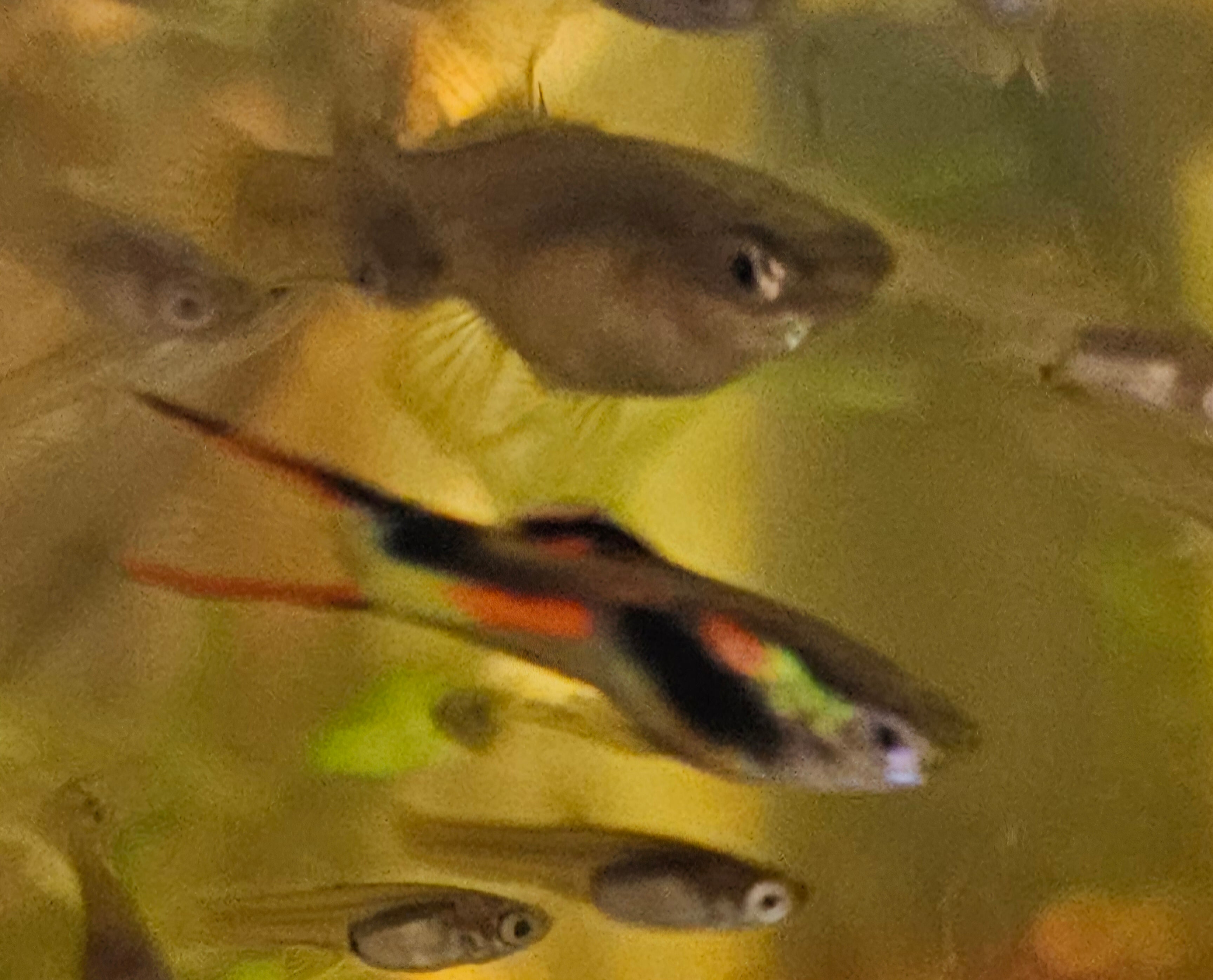 Black Bar Endlers Fry Packs [N class]