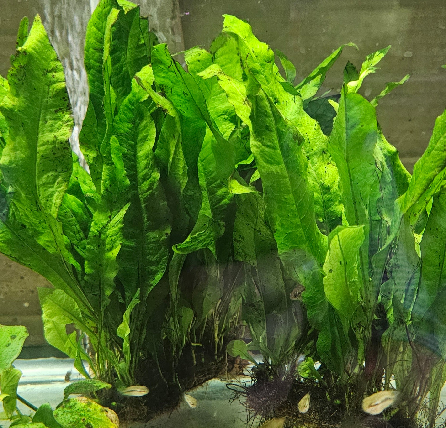 Large Java Mat – Fully Established Premium Breeder Mats