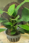 Anubias Nana (Medium)