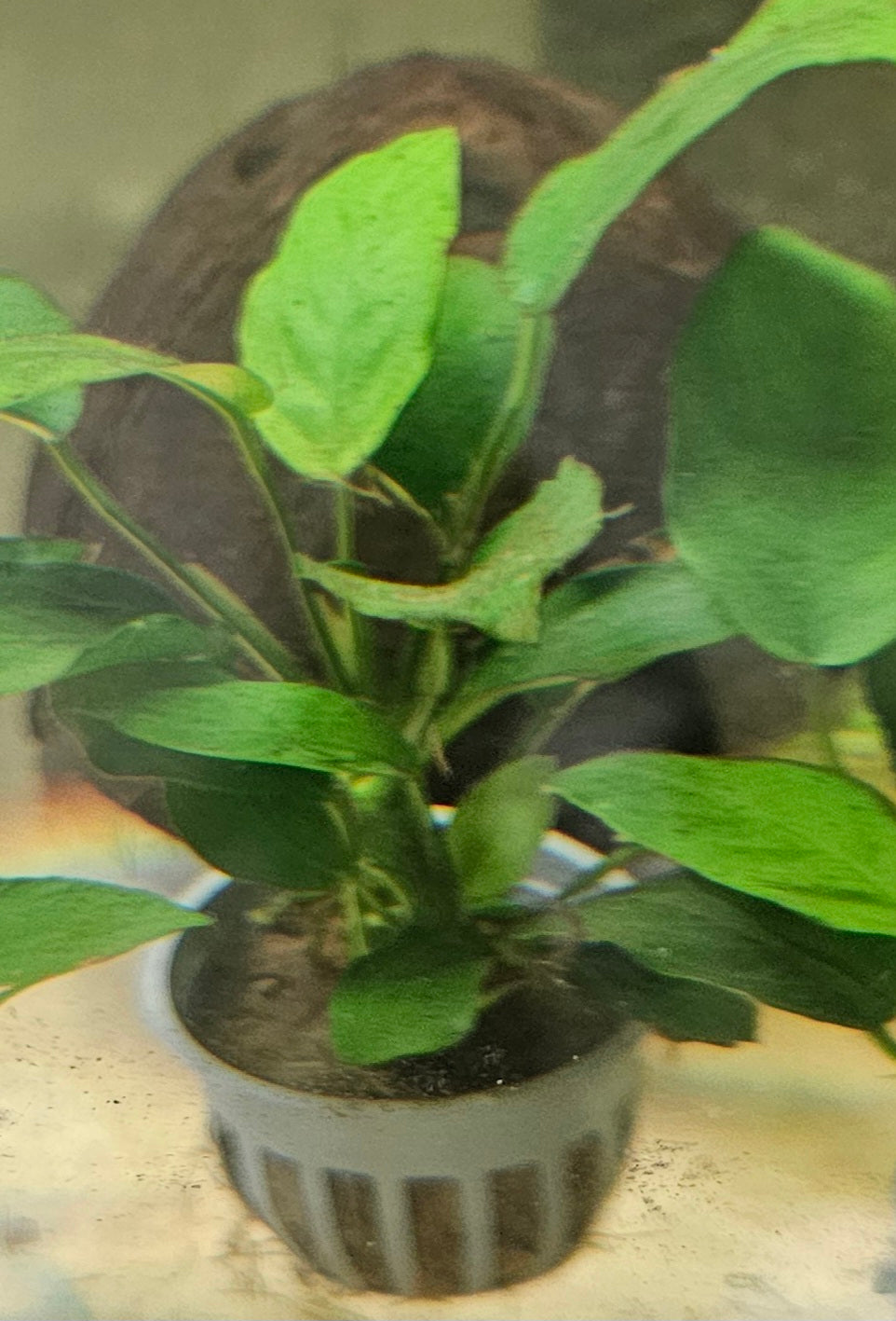 Anubias Nana (Medium)