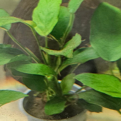 Anubias Nana (Medium)