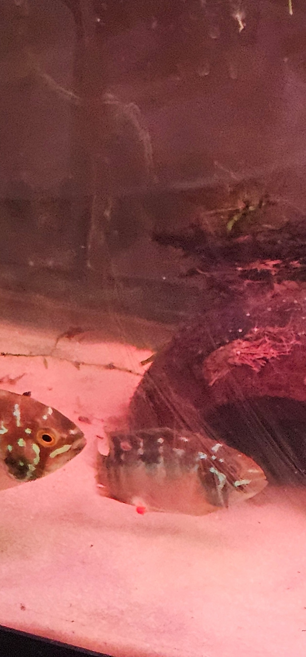 Ivanacara Bimaculata