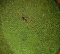 Duckweed (Lemna minor)