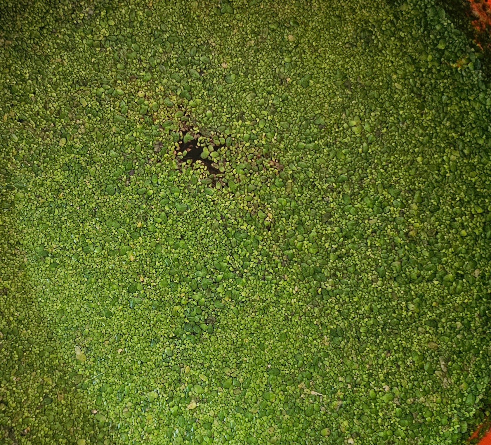 Duckweed (Lemna minor)