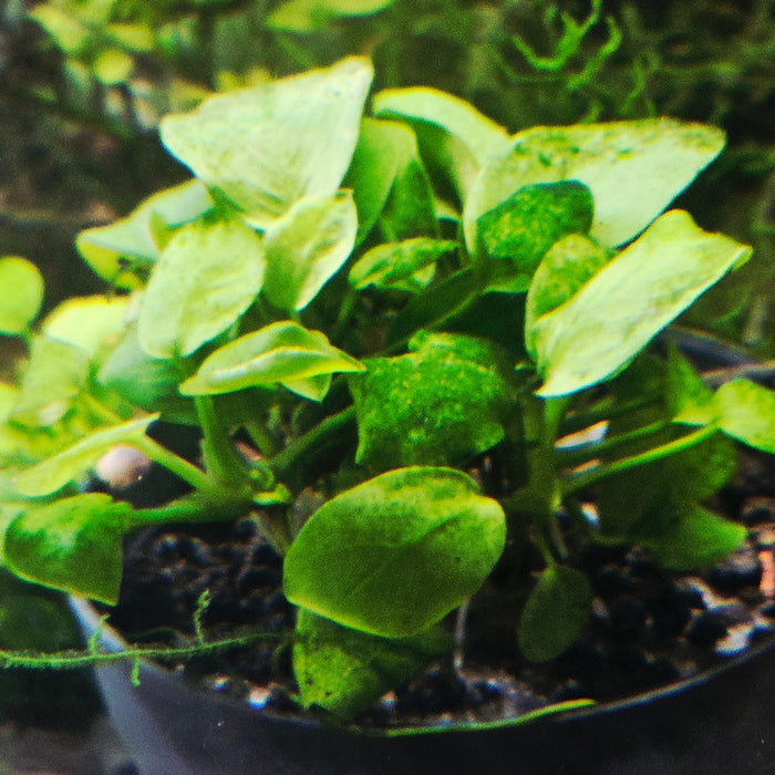 Anubias Barteri var. Nana 'Petite'