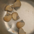 Ivory Mystery Snails Clean-Up Crew & Biofilm Scavengers