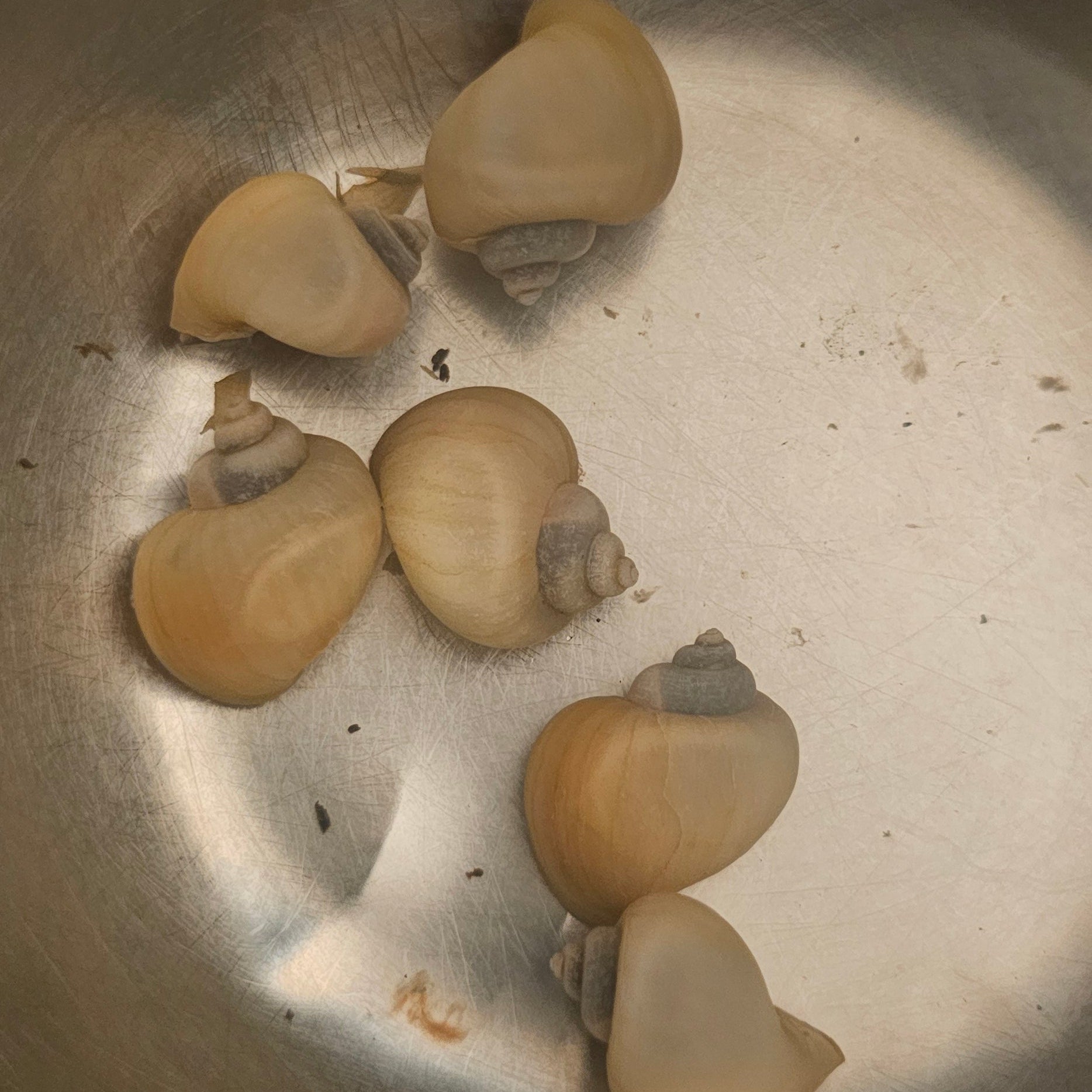 Ivory Mystery Snails Clean-Up Crew & Biofilm Scavengers