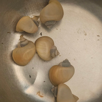 Ivory Mystery Snails Clean-Up Crew & Biofilm Scavengers