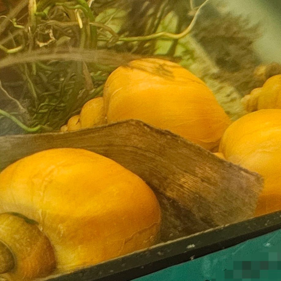 Gold Mystery Snails – Radiant Clean-Up Crew & Biofilm Scavengers