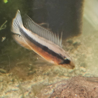F1: Apistogramma elizabethae "Red"