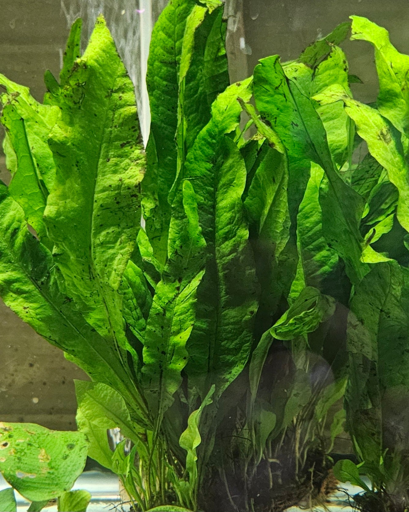 Large Java Mat – Fully Established Premium Breeder Mats